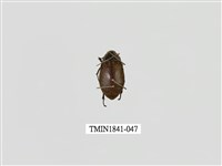 藏品(菲律賓產昆蟲)的圖片